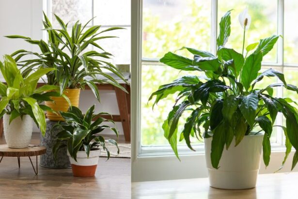 Indoor Plants You Must Have