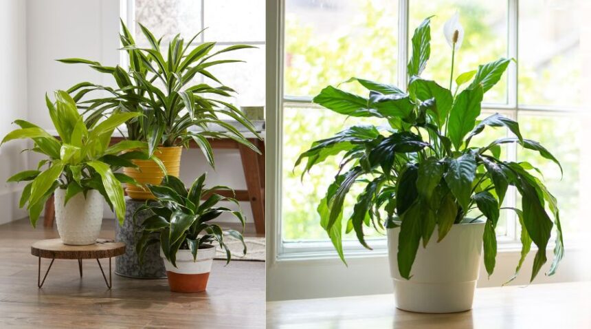 Indoor Plants You Must Have