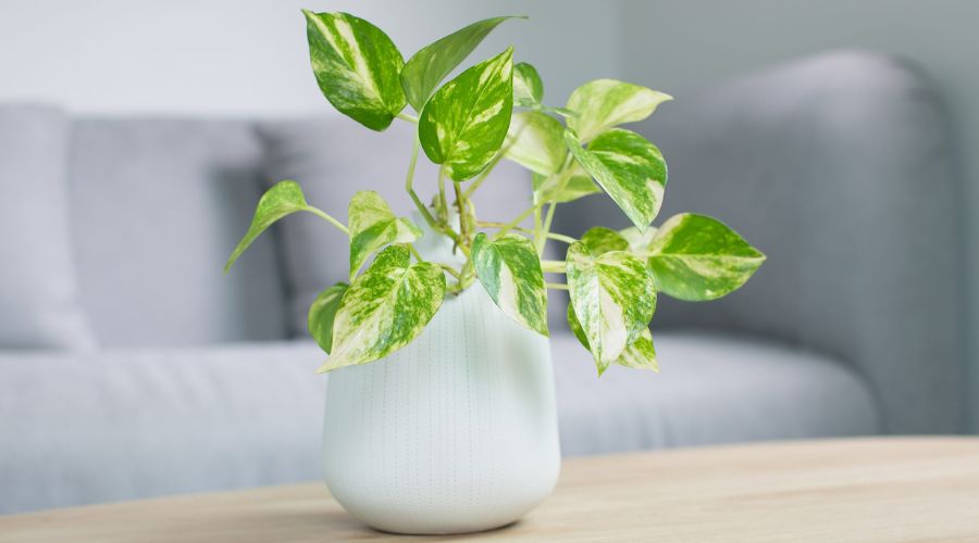 POTHOS (Epipremnum aureum)