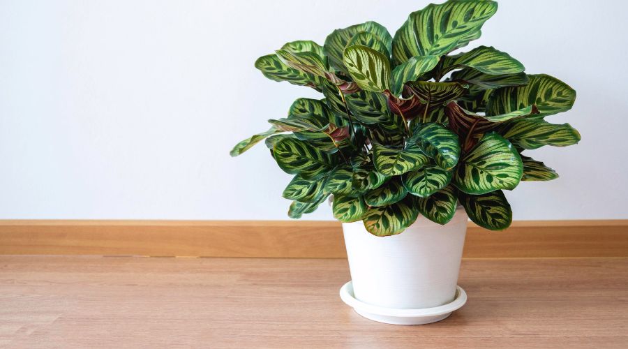 PRAYER PLANT (Calathea spp.)